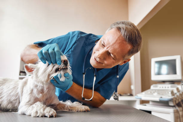 Best Emergency Dental Extractions in Hayneville, AL
